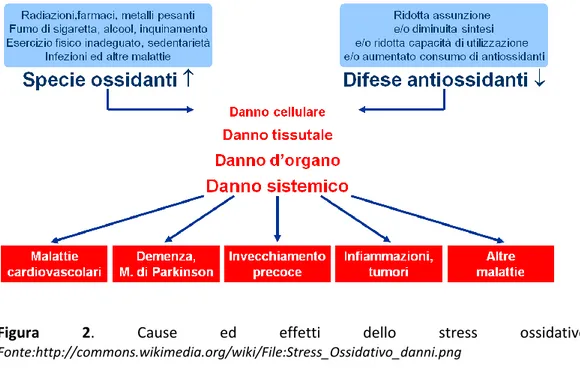 Figura  2.  Cause  ed  effetti  dello  stress  ossidativo . 