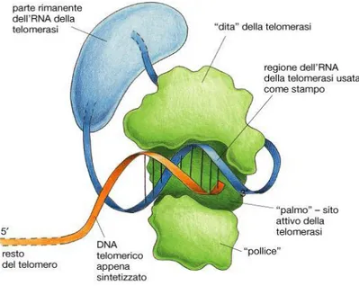 Figura  4. Struttura dell’enzima telomerasi.   Fonte: http://www.cliccascienze.it/