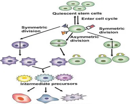 Figura  5. Meccanismo di idvisione delle cellule staminali.  Fonte: Cai J, Weiss ML, Rao  MS