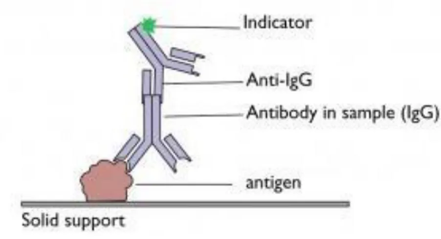 Figura 13.  Immunofluorescenza indiretta.  Fonte: http://www.virology.ws