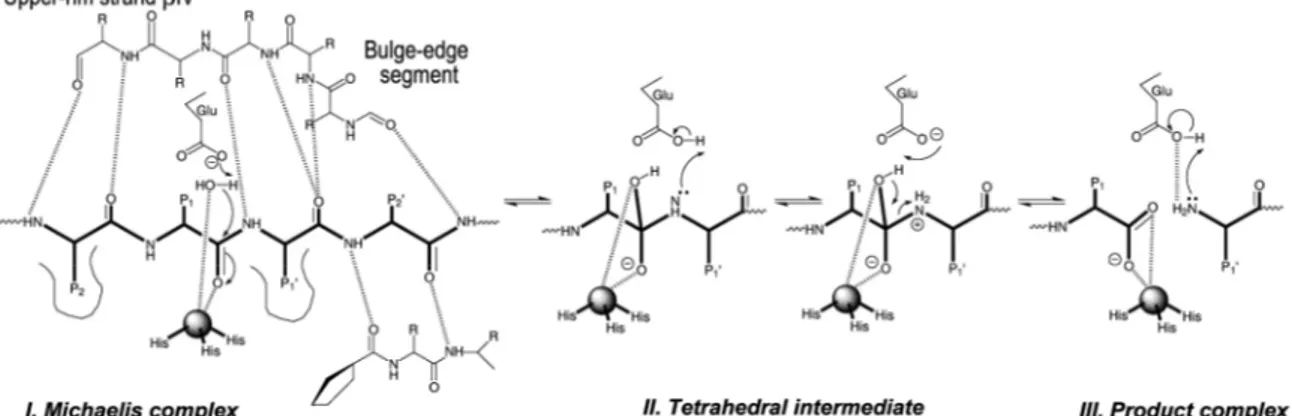 Fig. 5 Binding and cleavage of substrate by MMPs  6                                                  