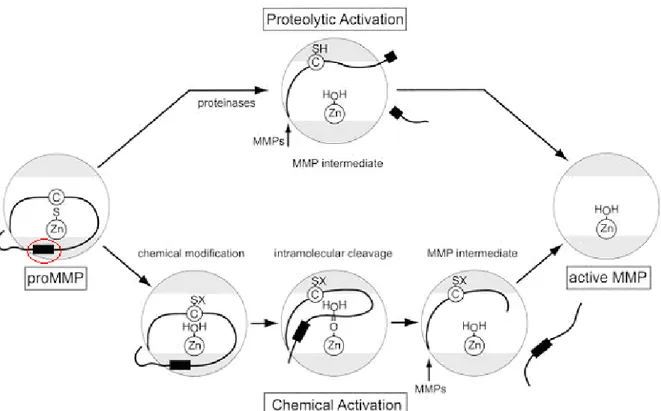 Fig. 6 Activation of MMPs achieved naturally or chemically. The red circle shows the  loop region exposed to the first cleavage  7
