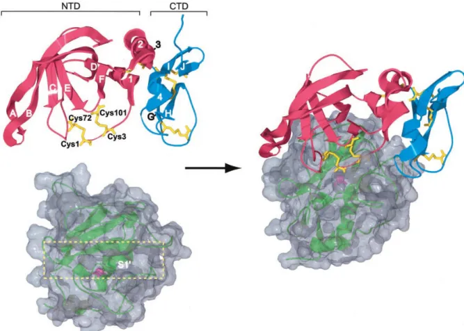 Fig. 7 PDB structure of TIMP-2, catalytic domain of MT1-MMP and their interaction  8