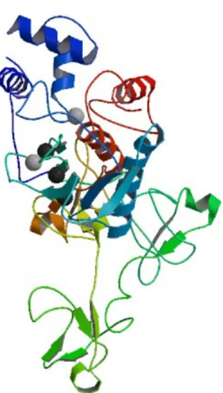 Fig. 8 Gelatinase B, X-ray crystallography of prodomain, catalytic domain and three  Fn II (fibronectin type II) domains  9