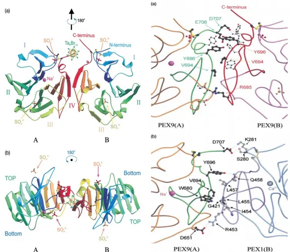 Fig. 9 Left, dimeric structure of hemopexin domains. Right, interacting residues detail  10