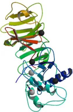 Fig. 10 Crystal structure of full-length human MMP-12  11
