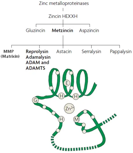 Fig. 1 The Zinc Metalloproteinases and the Metzincins superfamily  1