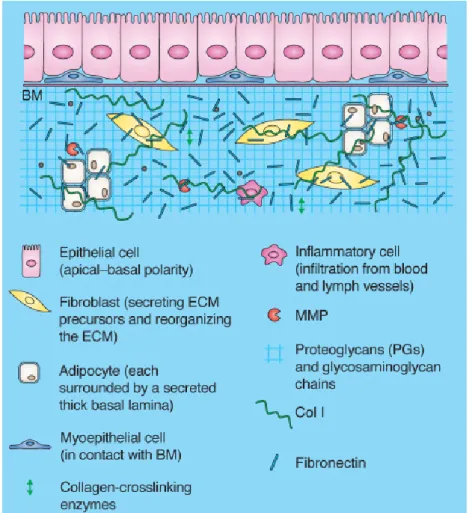 Fig. 2 General composition of the ECM  2