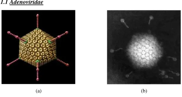 Figura 3.2 Modello 3D di Adenovirus (a) Adenovirus al TEM (b) 