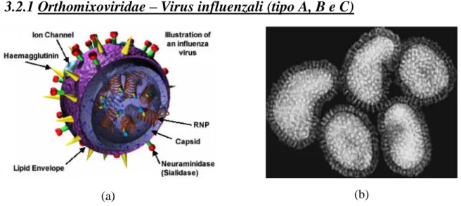 Figura 3.4 Modello di Orthomyxovirus (a) e suo aspetto al TEM (b) 