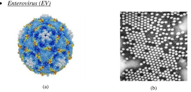 Figura 3.11 Struttura Echovirus (a) e immagine di Echovirus al TEM (b) 