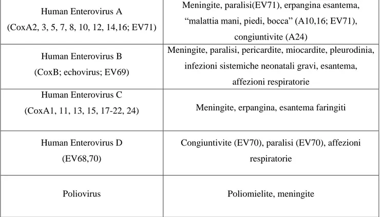 Tabella 3.1 Classificazione Enterovirus 