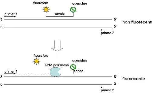 Figura 5.1 Real Time PCR