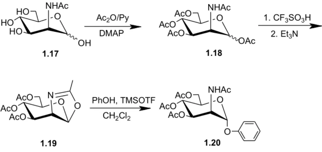 Figure 1.9: Synthetic pathway of the synthesis of phenyl 2-acetamido-2-deoxy-α- D - -mannopyranoside 1.20.HOOHOHONHAcOHAcO OAcOAcO NHAcAcOOAcOAcONOAcOOAcOAcO NHAcO OAcCH2Cl21.171.181.191.20Ac2O/PyDMAPPhOH, TMSOTF 1