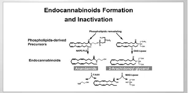 Figure 1. Most endocannabinoids are long-chain polyunsaturaded fatty acids by-products