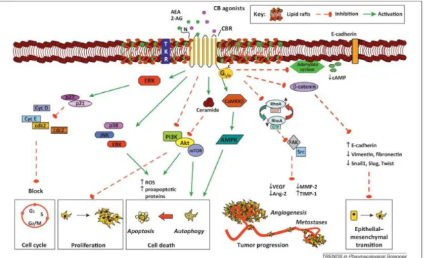 Figure 2. Highlighted pathways of the antitumor effects of cannabinoid agonists in cancer