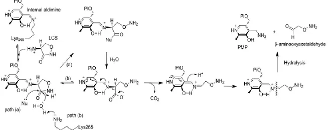 Figure 16. Novel ring-opening, decarboxylative mechanism for inactivation of SPT by LCS