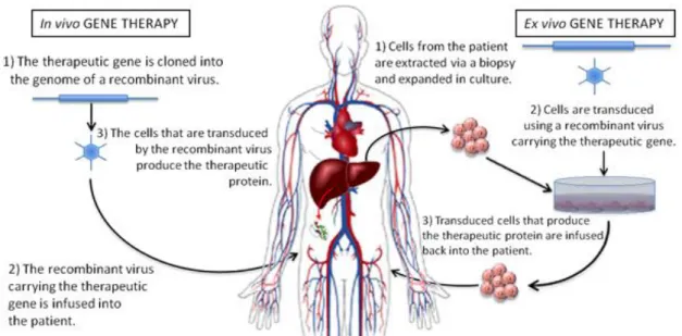 Figura 3.9: Rappresentazione schematica della terapia genica in vivo ed ex vivo  (http://global-biotherapeutics.com/ry.php)