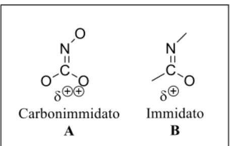 Figura 2.4: Strutture carbonimmidati e immidati. 