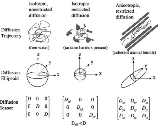 Figura 1.  Ellissoidi e tensori di diffusione nella diffusione isotropa e anisotropa. 