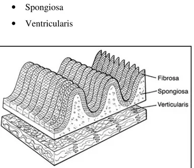 Fig. 12 Immagine schematica dei  differenti strati dei foglietti  valvolari; la lamina fibrosa  corrugata facilita l’allungamento  in direzione radiale 