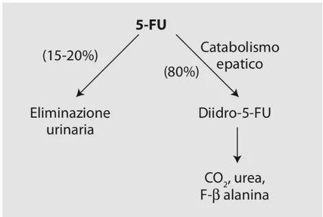 Figura 4. Eliminazione metabolica del 5FU 