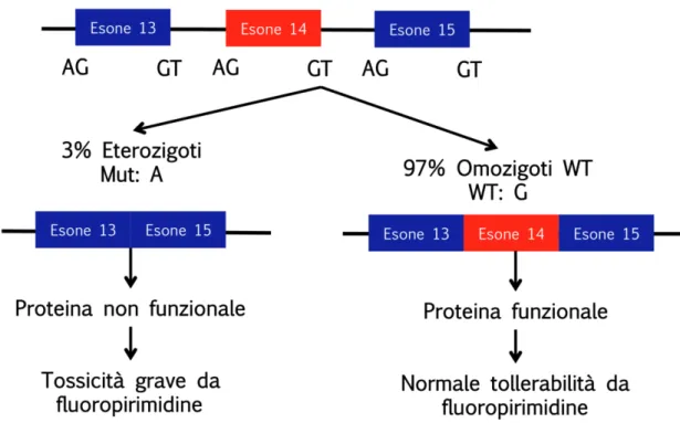 Figura 11. Mutazione nel sito di splicing dell’esone 14 del gene DPD 