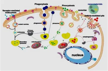 Figura  2:  Assorbimento  intracellulare  delle  NP.  Rappresentazione  schematica  dei  principali  meccanismi di assorbimento delle nanoparticelle all’interno delle cellule (Cheng  et al., 2013b)