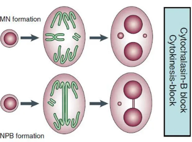 Figura  3.  Formazione  di  MN  e  NPB  in  cellule  in  divisione.  Micronuclei  e  ponti  nucleoplasmatici  sono  osservabili  in  cellule  binucleate  la  cui  attività  di  citocinesi  sia  stata  inibita  mediante  l’uso  di  citocalasina-B (immagine 
