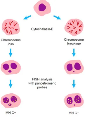 Figura  4.  Valutazione  del  danno  cromosomico  mediante  FISH.  MN  centromero-positivi  (MNC+)  derivano  da  un  danno  di  tipo  aneuploidogeno  che  comporta  una  variazione  nel  numero  dei  cromosomi; MN centromero-negativi (MNC-) originano inve