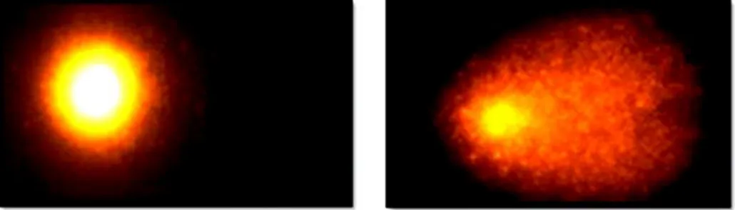 Figura  5:  Immagini  di  nuclei  visualizzati  al  microscopio  a  fluorescenza  effettuando  il  comet  assay