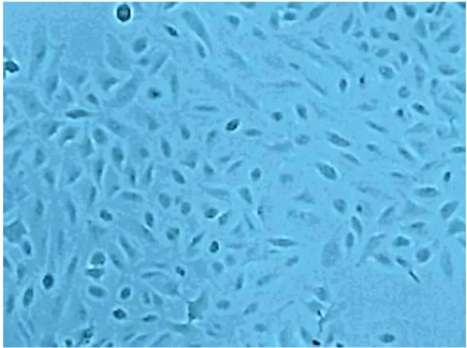 Figura  7:  Linea  cellulare  A549.  Cellule  in  coltura  osservate  mediante  microscopio  ottico  (Ingrandimento 100X)