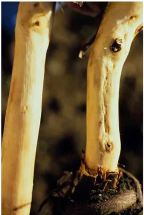Figure  4.  Rupestris  stem  pitting  symptoms. 
