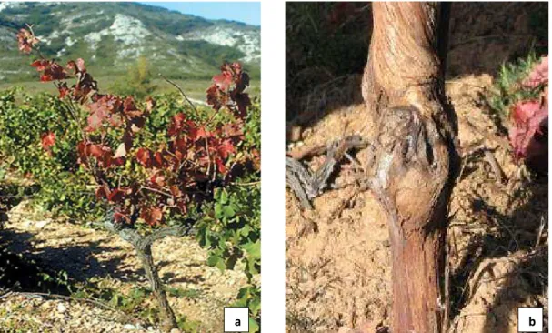 Figure  5.  Syrah  decline  symptoms:  (a)  leaf  reddening  affecting  the  entire  canopy  of  an  infected  accession and (b) swelling and cracking at the graft union (Battany et al., 2004) 