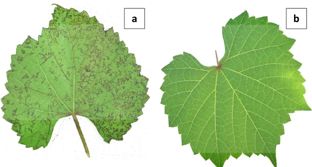 Figure  1.  VN  symptoms  on  the  underside  of  110R  leaf  blades.  Pictures  of  symptomatic  (a)  and symptomless (b) 110R leaves