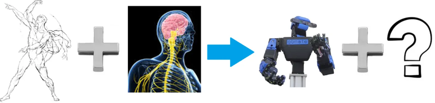 Figure 2: Muscular-scheletric system has the brain that control it. Which system control a soft robot?