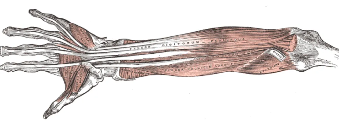 Figura 2.1: Muscoli nella mano e nell’avamburaccio