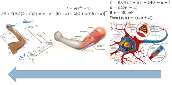 Figura 2.3: Il corpo umano ´ e fortomente non lineare su ogni livello