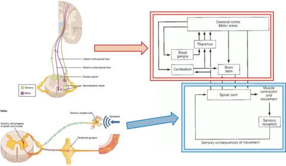 Figura 2.4: Il controllo motorio ´ e fisiologicamente gerarchico