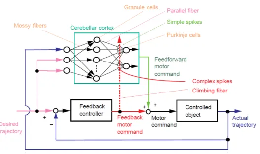 Figura 2.9: Schema di modello interno del cervelletto.