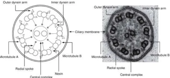 Figura 1 - Ultrastruttura dell’assonema ciliare (da: Horani A et al. Pediatr Res. 2014; 75: 158-64) 