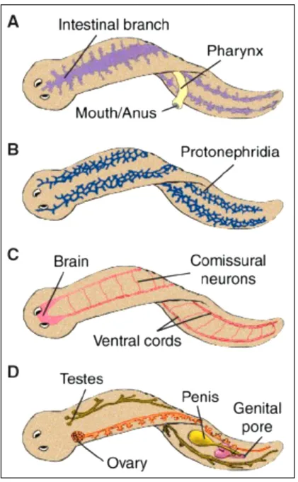 Figure  1:  Anatomia  della  planaria.  A)  Sistema  gastro-vascolare;  B)  Sistema  escretore;  C)  Sistema nervoso centrale; D) Sistema riproduttore