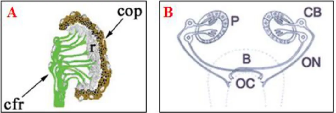 Figura  3.  A)  Diagramma  di  un  ocello;  cfr:  corpi  dei  fotorecettori;  r:  estremità  dendritiche  rabdomeriche;  cop:  coppa  ottica  pigmentata  (Saló  e  Batistoni,  2008)