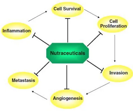 Figura 9: Principali target di alcuni alcaloidi durante la progressione tumorale: i processi di  sopravvivenza  cellulare,  proliferazione,  invasività,  angiogenesi  e  metastasi  (Gupta  et  al.,  2010)