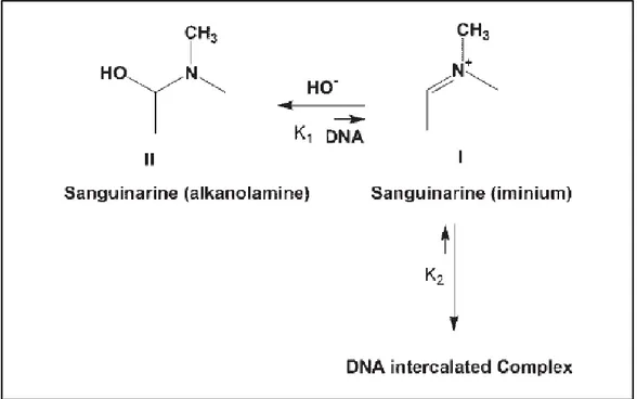 Figura 13. Conversione della sanguinarina in forma di alcanolammina nella forma imminica, in  presenza  di  elevate  concentrazioni di  DNA, e  formazione  del  complesso intercalante (Maiti  et  al., 2006)