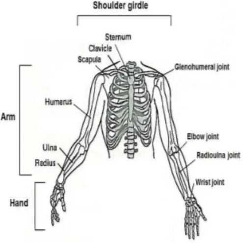 Figura 3.1: Anatomia dell’arto superiore