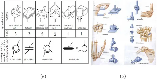 Figura 3.10: Corrispondenza generale tra giunti fisiologici e giunti della meccanica classica