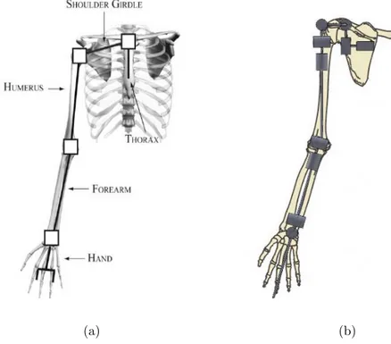 Figura 3.11: (a) Modello meccanico semplificato dell’arto superiore che approssima i segmenti ossei (tratti neri) e le articolazioni (quadrati bianchi) 