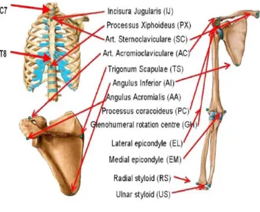 Figura 3.15: Punti di repere anatomici sulla base dei quali vengono definiti i sistemi di riferimento anatomici