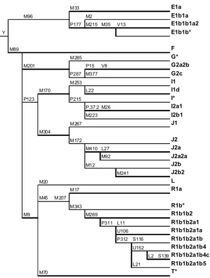 Fig. 1.9: Albero degli aplogruppi del cromosoma Y  